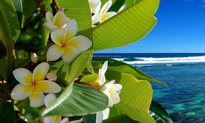 พื้นหลังดอกไม้ฮาวาย - Novocom.top, Hawaiian Luau วอลล์เปเปอร์ HD
