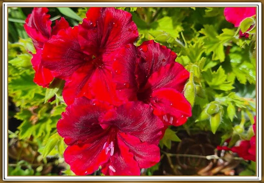 Share more than 149 geranium wallpaper best - 3tdesign.edu.vn