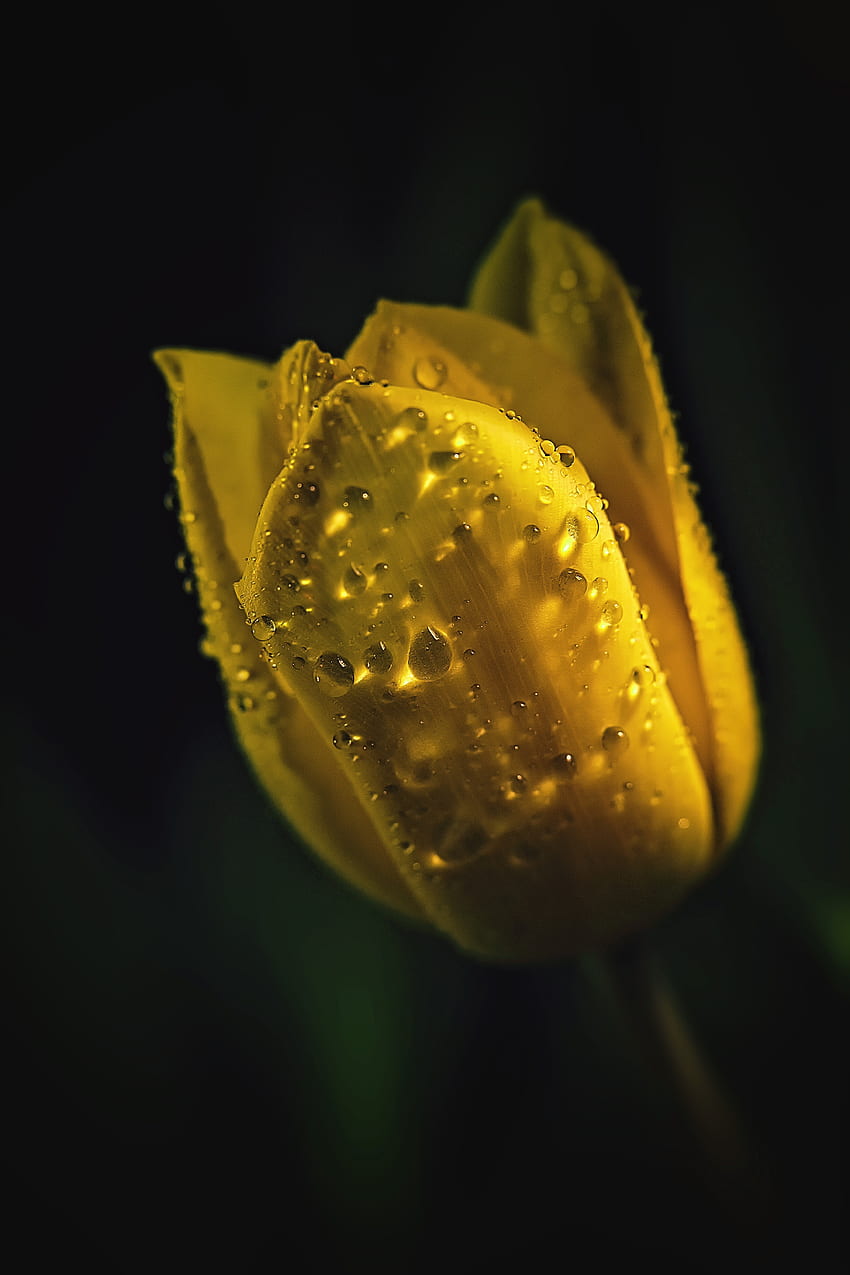 Retrato, tulipán amarillo, gotas fondo de pantalla del teléfono