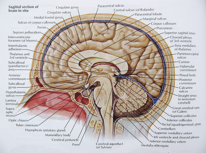 Anatomie du cerveau, cerveau médical Fond d'écran HD