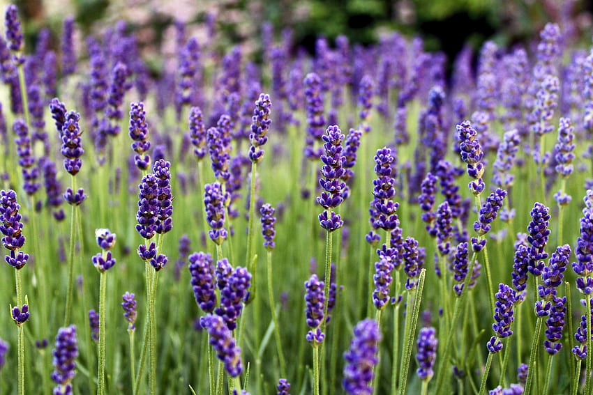 Lavender, flowers, farm, flora, nature HD wallpaper
