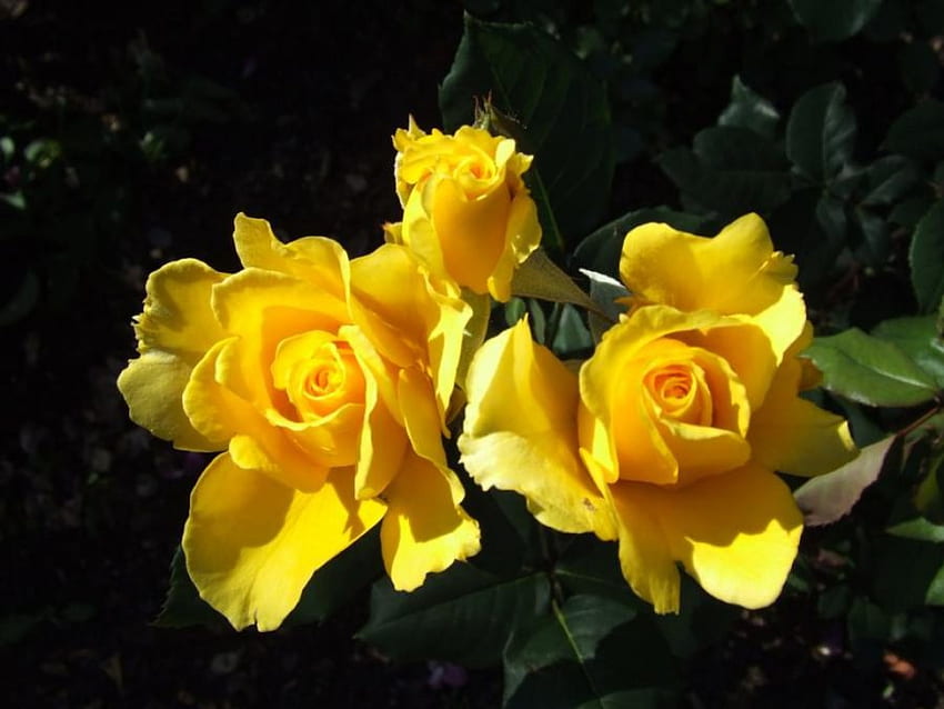 Yellow For Mother, roses, yellow roses, memorial, yellow HD wallpaper