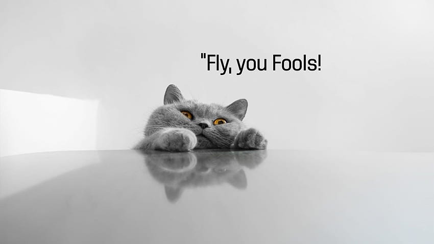 Cat meme quote funny 유머 grumpy (125) . . 355217. UP, 재미있는 고양이 밈 HD 월페이퍼