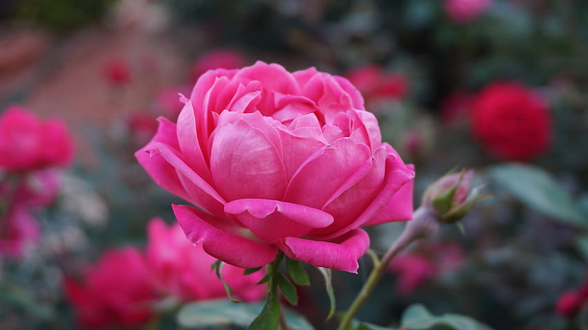 Цветя, розово, цвете, розово цвете, роза, венчелистчета, пъпка HD тапет