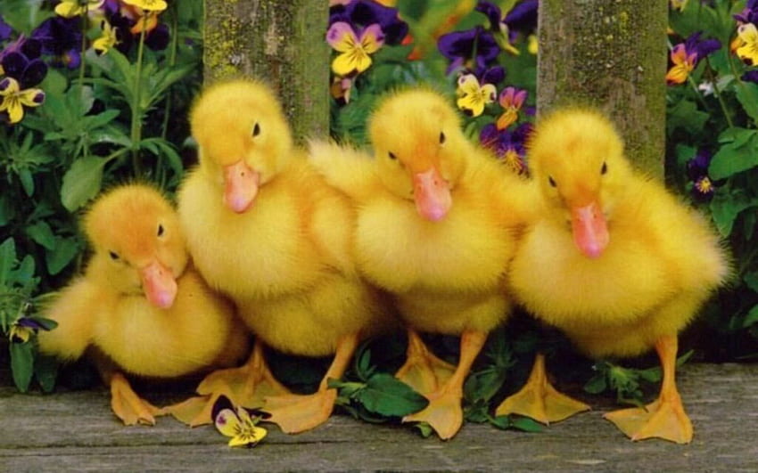 Four Baby Ducks in Row Pics, Cute Baby Duck HD wallpaper