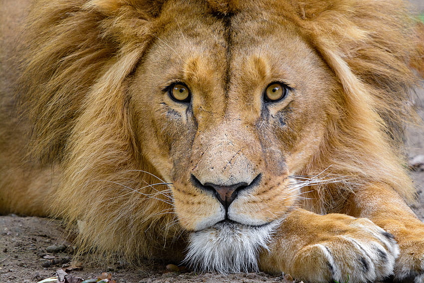 Animals, Muzzle, Lion, Predator, Sight, Opinion, Wildlife, King Of Beasts, King Of The Beasts HD wallpaper