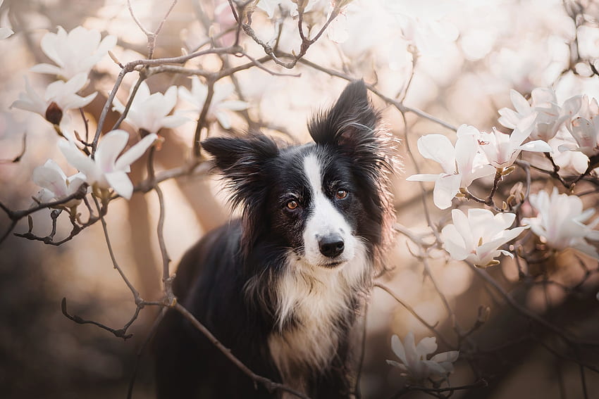 Border Collie, dog, black, white, flower, spring, magnolia, caine HD wallpaper