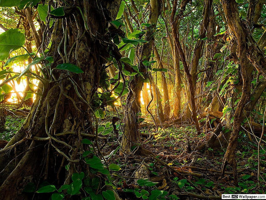 Tropischer Regenwald HD-Hintergrundbild