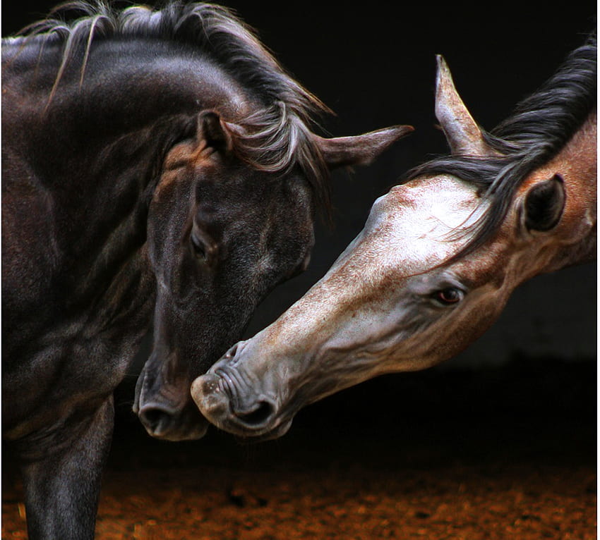 Freunde, schwarz weiß und braun, schwarz und braun, Pferde, kuscheln HD-Hintergrundbild