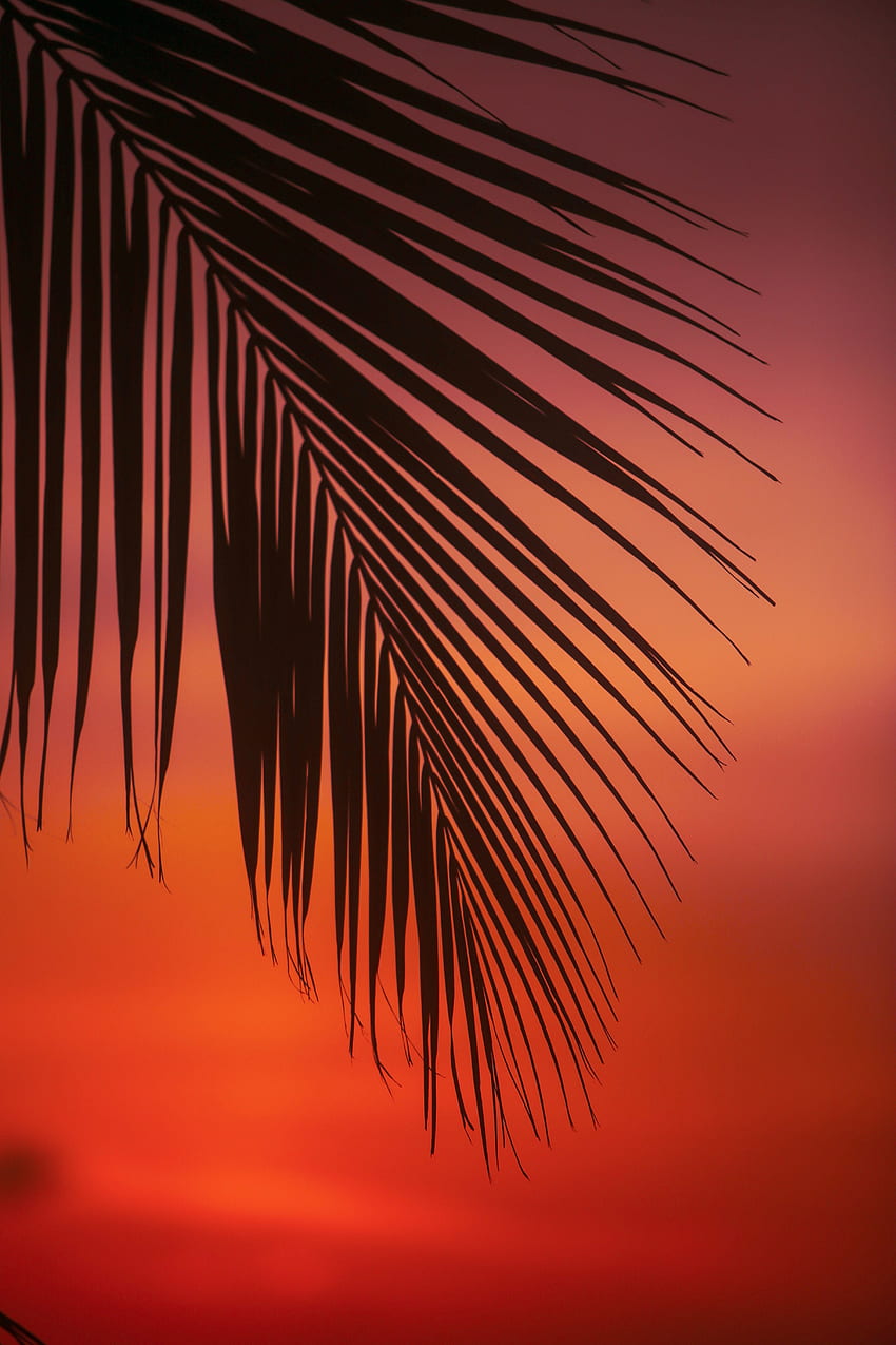 puesta de sol, hojas, crepúsculo, oscuro, palma, rama, anochecer fondo de pantalla del teléfono