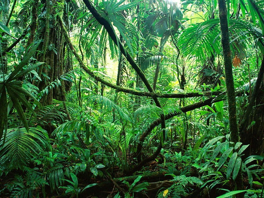 Foresta pluviale tropicale ad alta risoluzione, foresta pluviale brasiliana Sfondo HD
