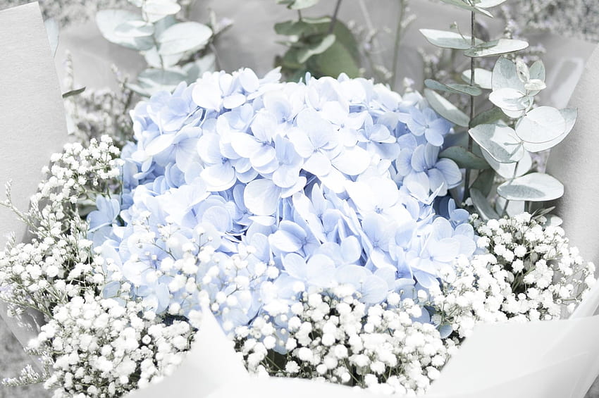 Blaue Hortensie und weißer Schleierkraut-Blumenstrauß HD-Hintergrundbild