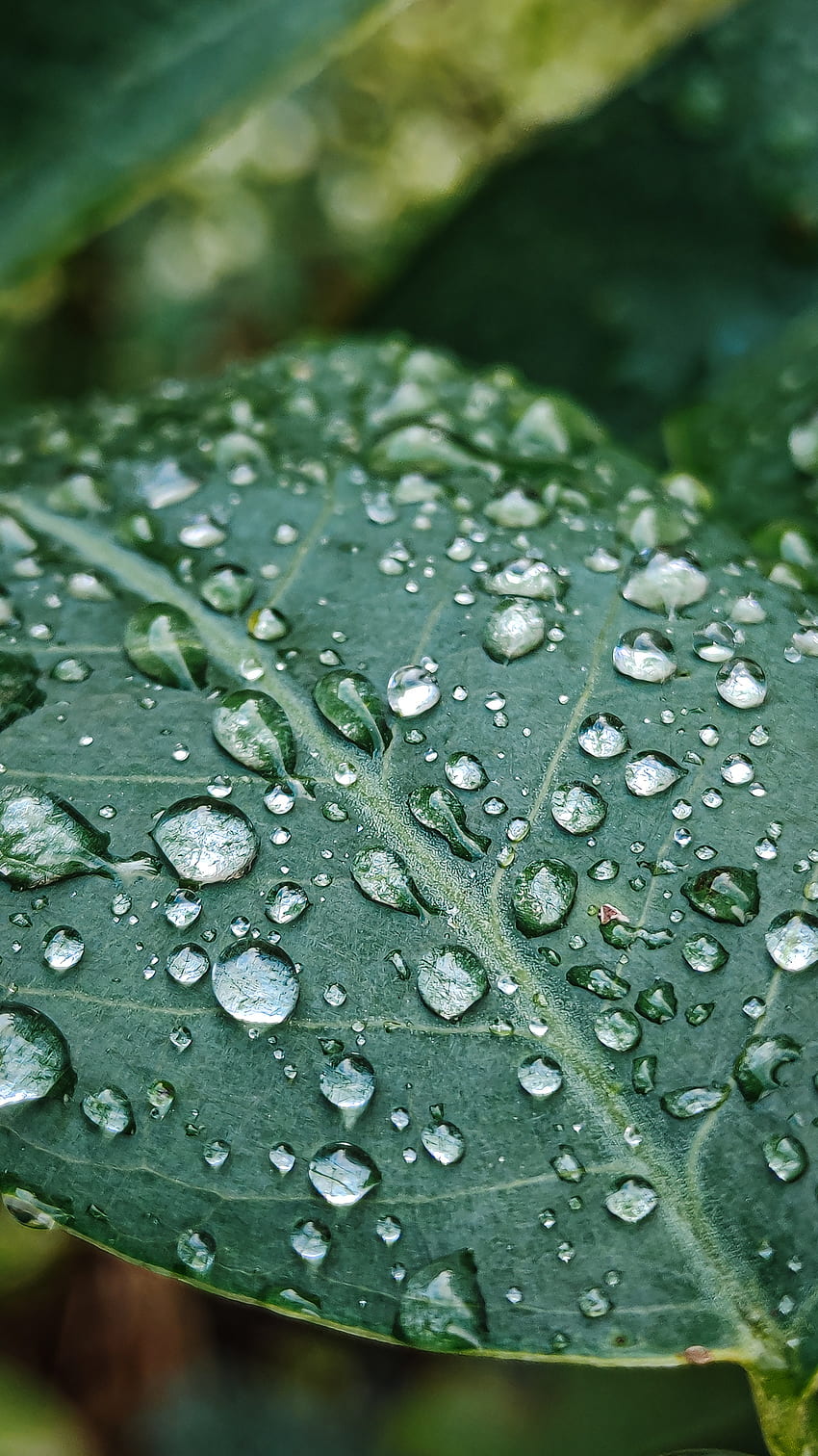 자연 물방울, 물방울, 잎, 물방울 HD 전화 배경 화면