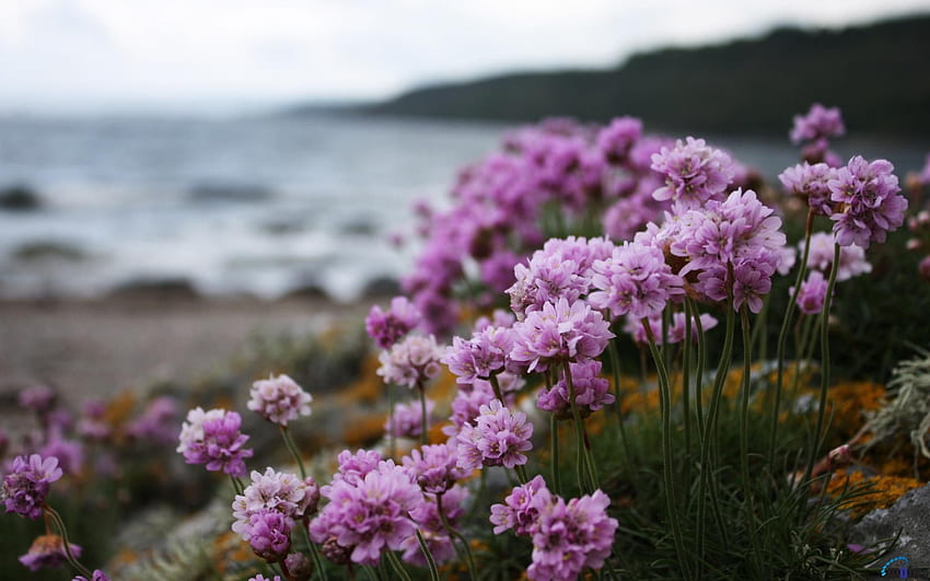 flower laptop flower lilacs lilac beach beaches flowers HD wallpaper