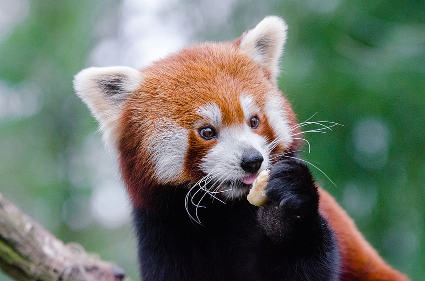 Animals, Food, Nice, Sweetheart, Red Panda, Little Panda, Small Panda HD wallpaper
