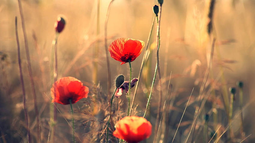 Flowers, Poppies, Blur, Smooth, Field HD wallpaper