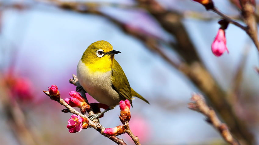 Yellow Bird, Birds HD wallpaper | Pxfuel