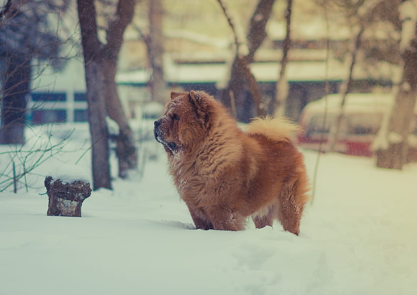 Chow Chow Dog, Fluffy, Snow, Standing, Dogs - Maiden HD wallpaper