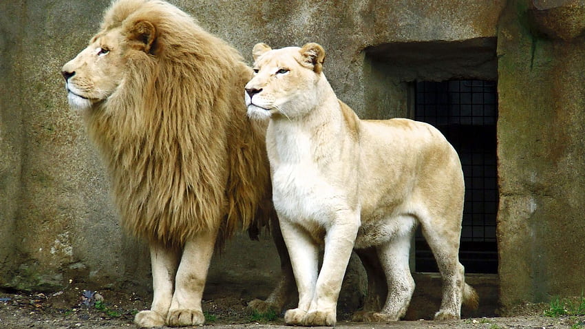 Male And Female Lion - Lion And Lioness Art - - teahub.io HD wallpaper