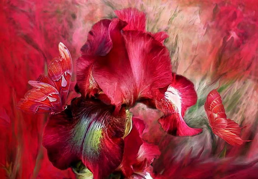 Red iris, flower, red, iris, art, carol cavalaris, dummer, vara HD wallpaper