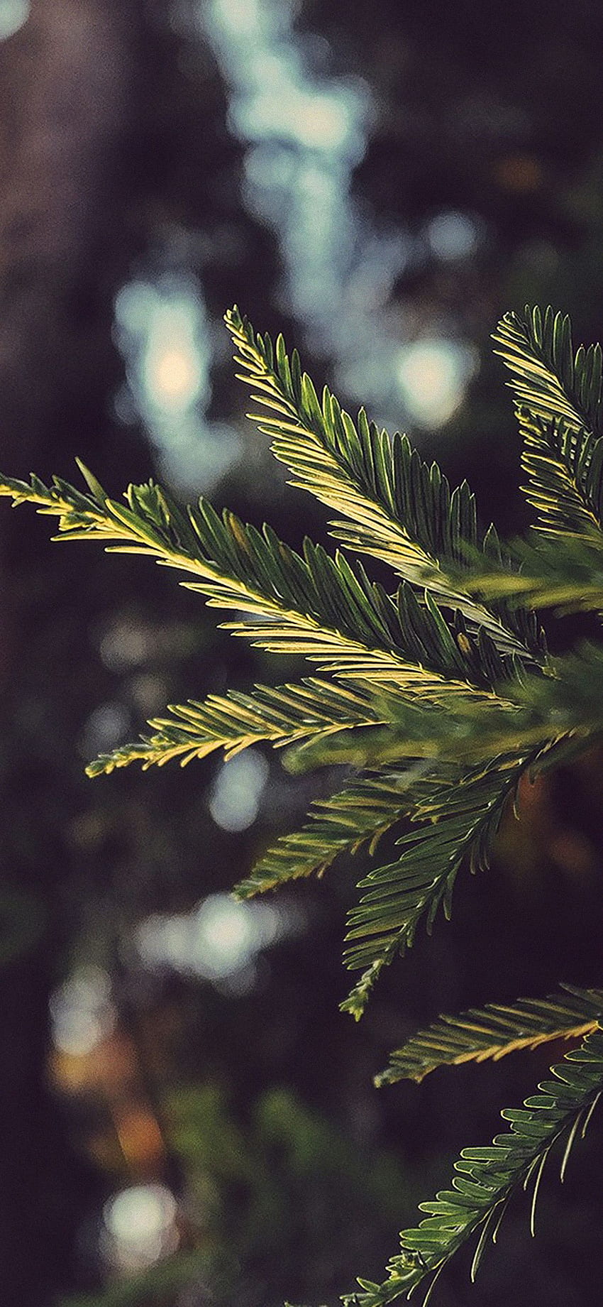 iPhoneXpapers - drzewo zimowe światło bokeh życie górska przyroda, zimowe światła Tapeta na telefon HD