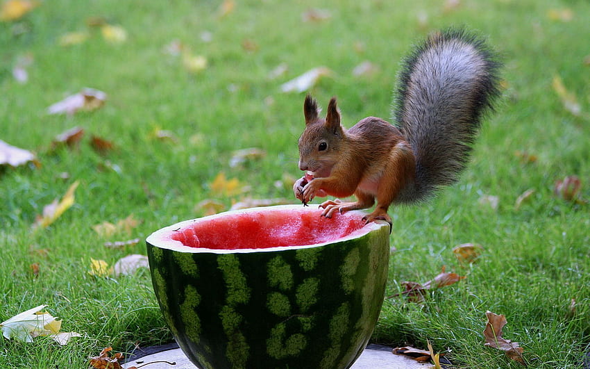 Wassermelone, Tiere, Eichhörnchen, Lebensmittel, Gras, Herbst, Blätter HD-Hintergrundbild