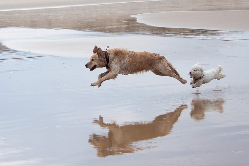 Animals, Dogs, Water, Bounce, Jump, Run Away, Run HD wallpaper