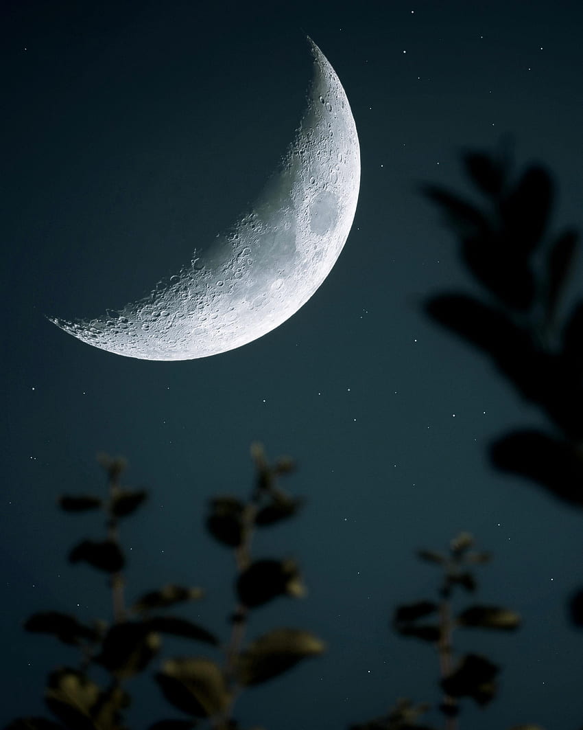 Nature, Moon, Starry Sky, Branch, Crater HD phone wallpaper