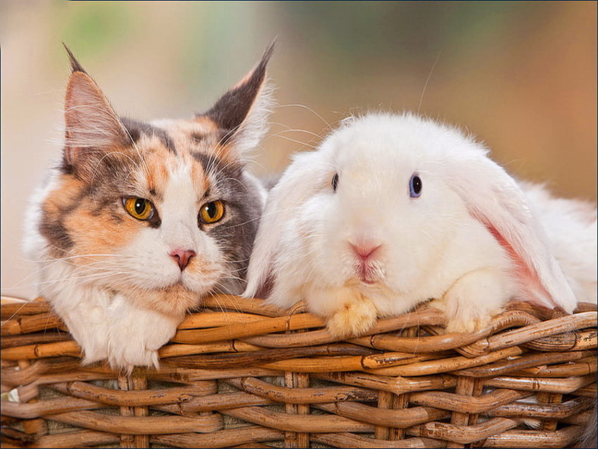 อยู่ด้วยกันเสมอ ลูกแมว หวาน คิตตี้ น่ารัก แมว กระต่าย ตะกร้า น่ารัก เสมอ เพื่อน ด้วยกัน กระต่าย วอลล์เปเปอร์ HD