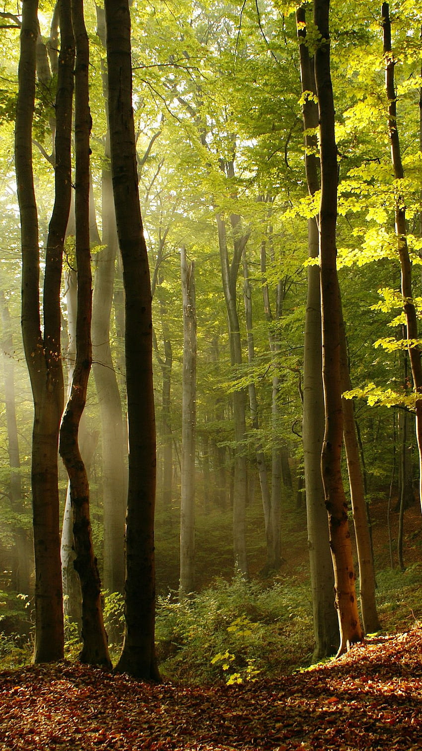 eski büyüme ormanı, ormanlık, Güz Ağacı, manzara, doğa. Sonbahar ağaçları, Manzara , Manzara HD telefon duvar kağıdı