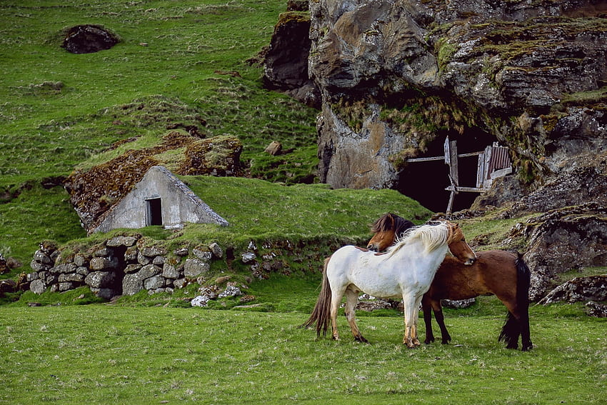 Animals, Grass, Horses, Structure, Farm, Pasture HD wallpaper