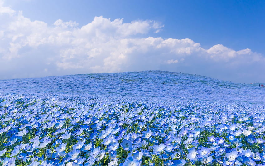 Mata biru muda di Musim Semi di Hitachi Seaside Park, Musim semi di Jepang Wallpaper HD