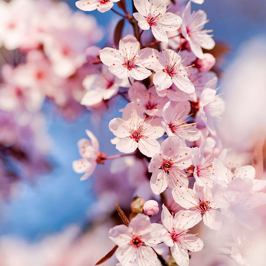 Sayfa Sakura iPad Cherry Blossoms iPad'i Arıyordu HD telefon duvar kağıdı
