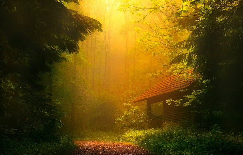 niebla de la mañana en el bosque, hojas, camino, árboles, hermoso, hierba, bosque, cabaña, amanecer fondo de pantalla
