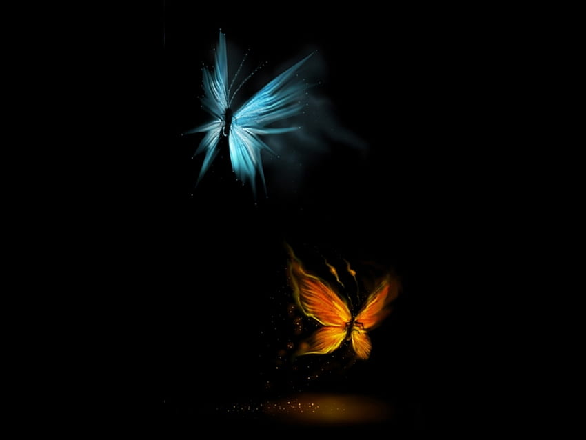 Butterflies, Insects HD wallpaper