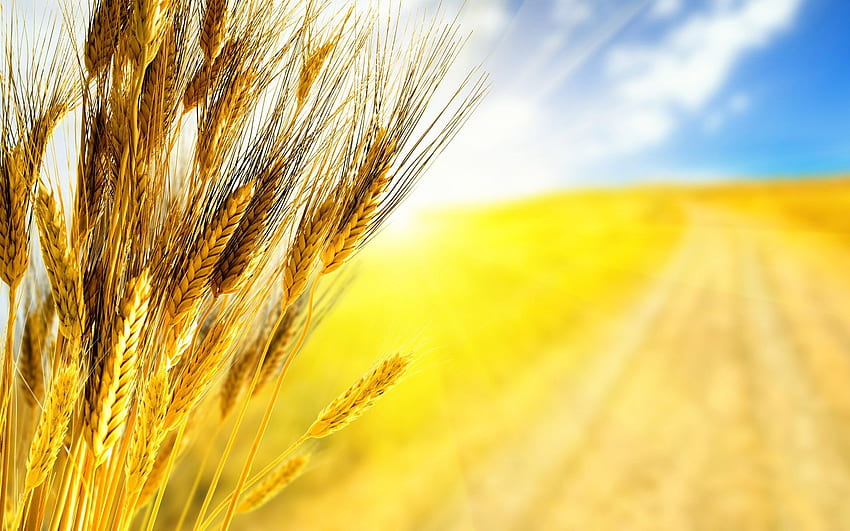 Wheat HD wallpaper