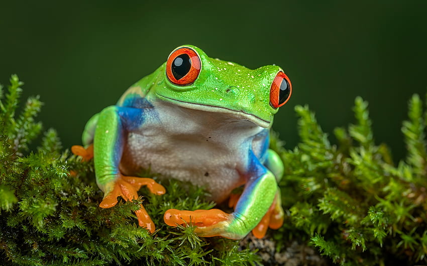 Red-eyed Tree Frog, animal, nature, tree frog, red-eyed HD wallpaper