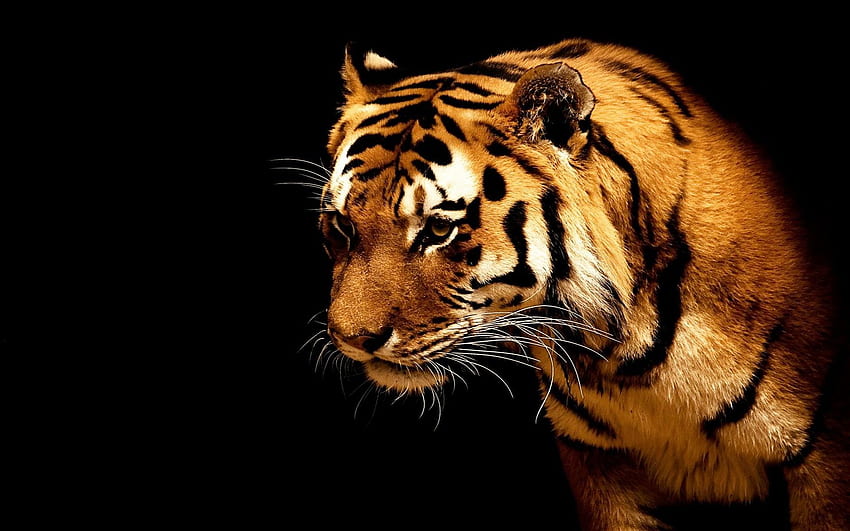 Latar Belakang Harimau Yang Indah Wallpaper HD
