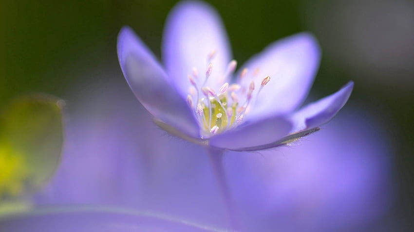 Lilac, Flower, Macro, Petals, Blur, Smooth HD wallpaper | Pxfuel