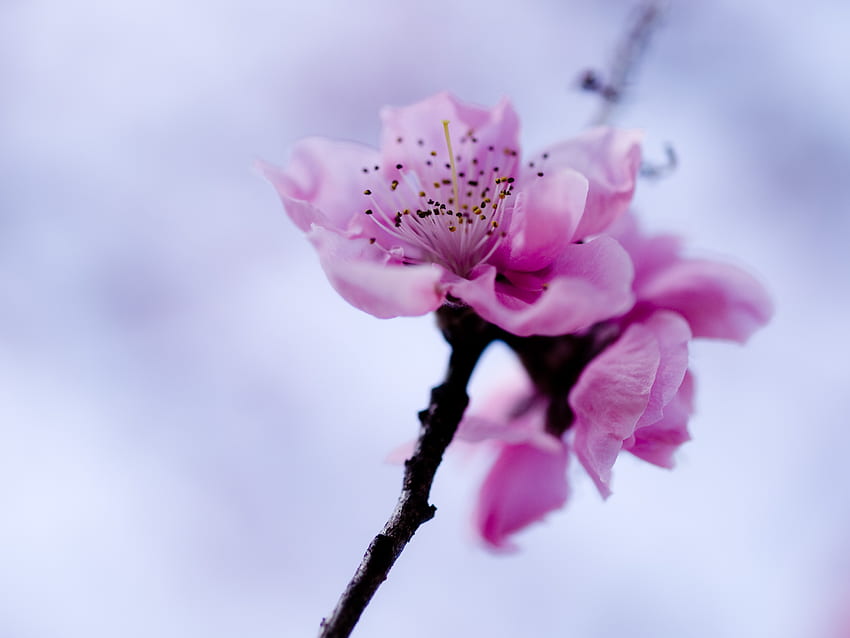 Lilac, Flower, Macro, Branch HD wallpaper