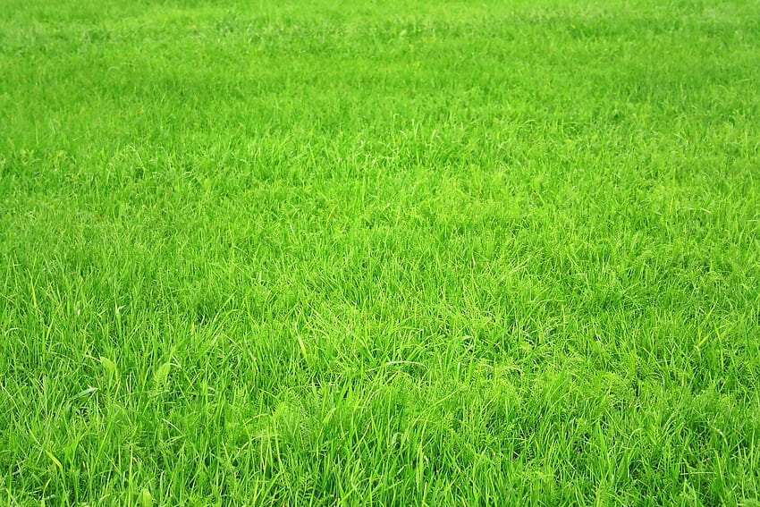 : Erba verde, trama erba, Prato Sfondo HD