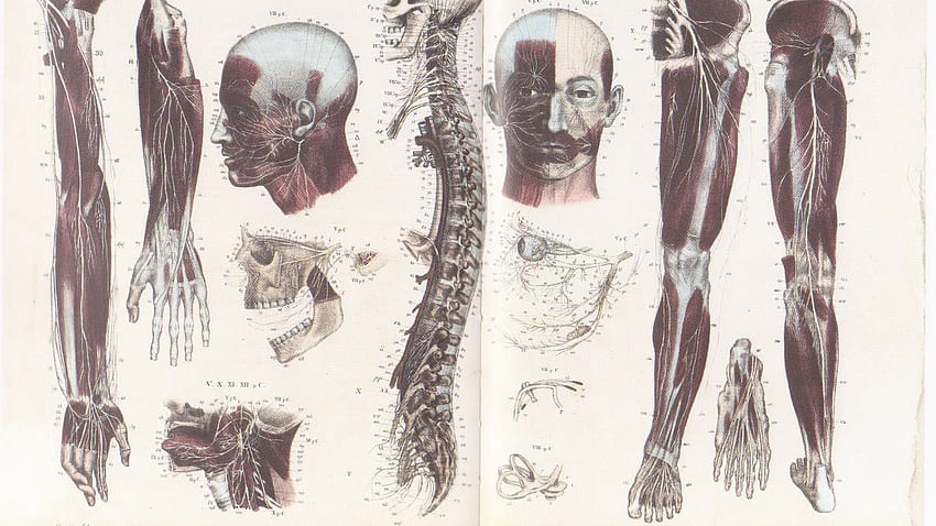 Human Anatomy Art Maxwallon anatomy [] for your , Mobile & Tablet. Explore Human Anatomy . Heart For , Human Body , Heart, Vintage Anatomy HD wallpaper
