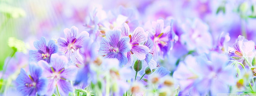 Spring Season Flowers Ultra HD Desktop Background Wallpaper for 4K UHD TV :  Multi Display, Dual Monitor : Tablet : Smartphone