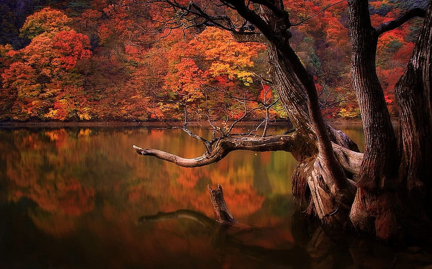 lake, Fall, Forest, Dead Trees, Reflection, Nature, South Korea, South Korea Landscape HD wallpaper