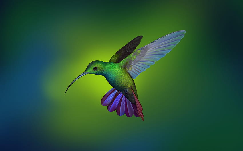 Hummingbird from Deepin OS., Trochilidae HD wallpaper