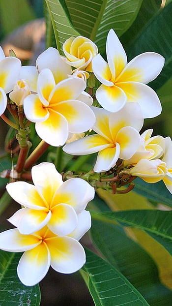 Yellow Franipani, yellow frangipani, flowers HD wallpaper | Pxfuel