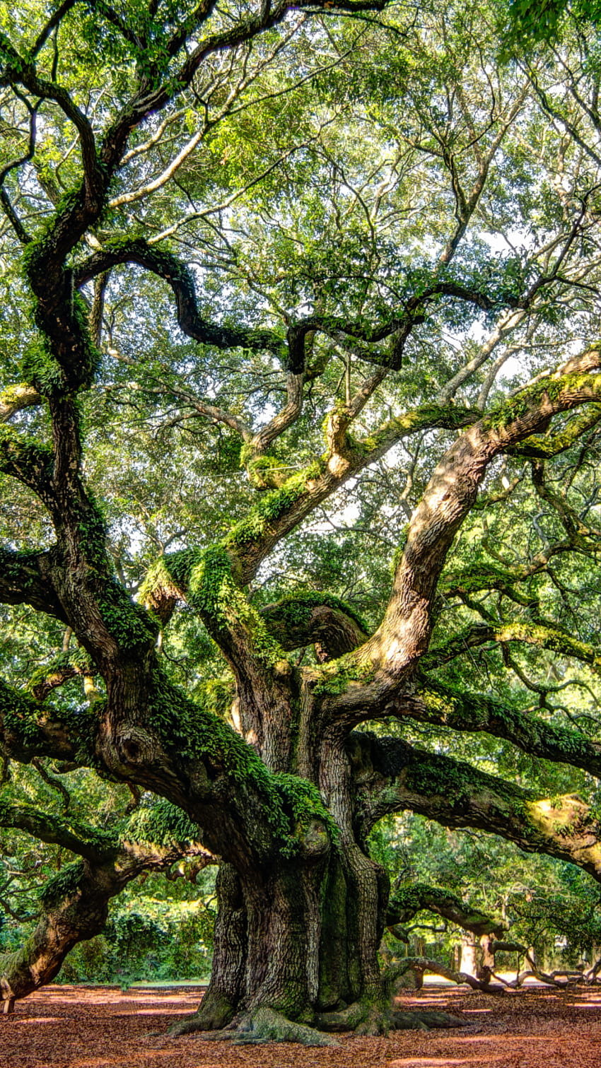 Earth Angel Oak Tree, Oak Leaf HD phone wallpaper