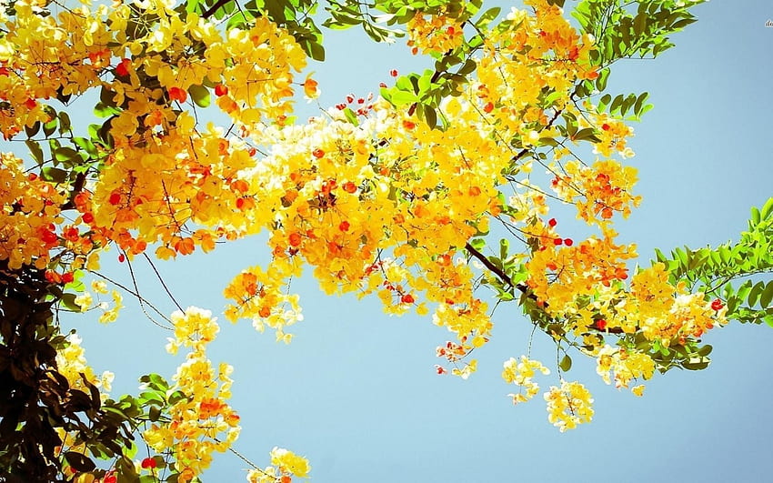 Yellow Flowers Yellow Flowers, Cute Yellow Flower HD wallpaper | Pxfuel