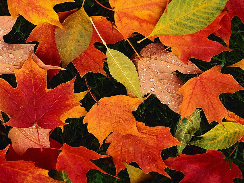 Jesienne liście, jesień, kolory, liść, przyroda Tapeta HD