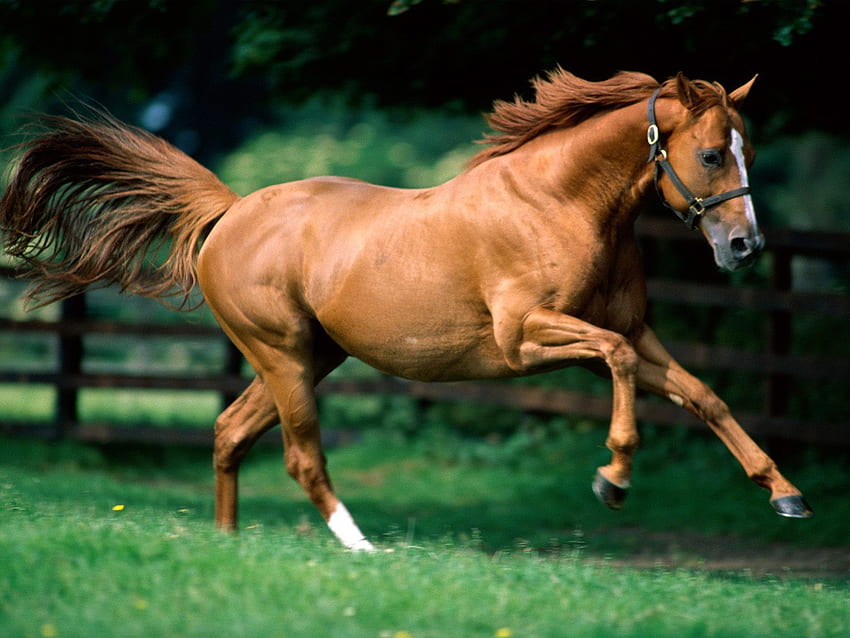 あなたの、モバイル＆タブレット用の[]のために走っている馬の茶色の馬。 走っている馬を探る。 ランニング , ビーチの馬 高画質の壁紙